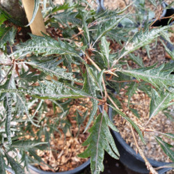 Fagus sylvatica ‘Black rianne’ (Midnight feather)