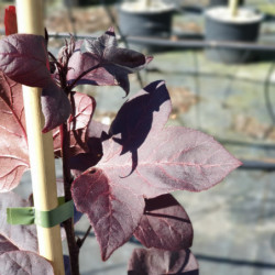 Liquidambar formosana ‘Fulu zifeng’