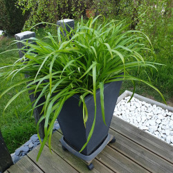 Hemerocallis ‘American Revolution’