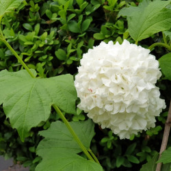 Viburnum opulus ‘Roseum’