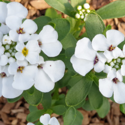 Iberis sempervirens ‘Masterpièce’