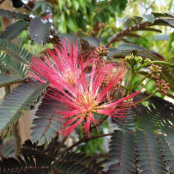 Albizia julibrissin ‘Evi's pride’