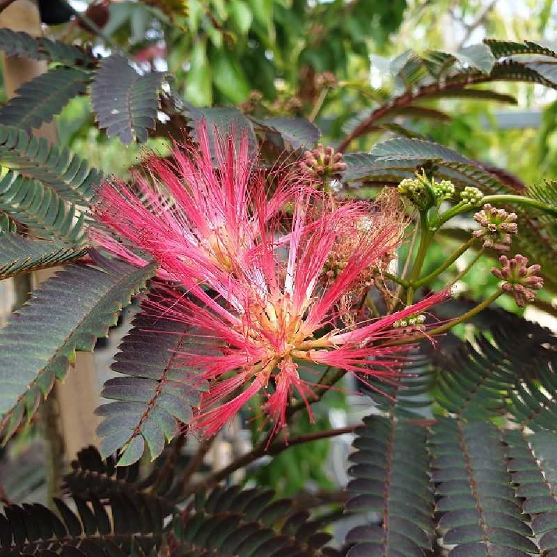 Albizia julibrissin ‘Evi's pride’