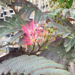 Albizia julibrissin ‘Evi's pride’