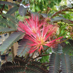 Albizia julibrissin ‘Evi's pride’