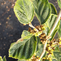 Hamamelis intermedia ‘Double Gold’