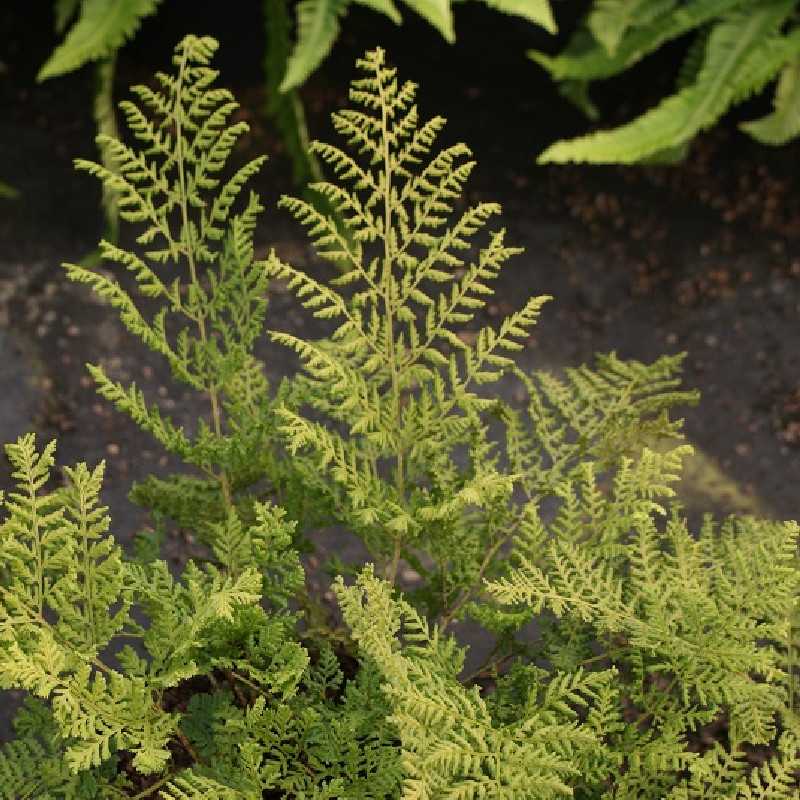 Dryopteris austriaca ‘Lepidota Crispa Cristata’