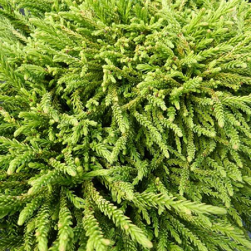 Cryptomeria japonica ‘Little champion’