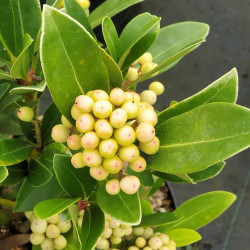 Skimmia japonica ‘Temptation’ (femelle) - Skimmia du Japon