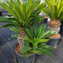 Cycas revoluta