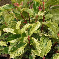 Photinia serratifolia ‘Pink Crispy‘ ® - ‘Oploo 5’