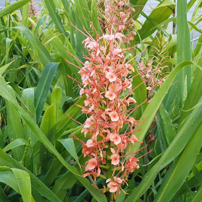 Hedychium coccineum var. aurantiacum