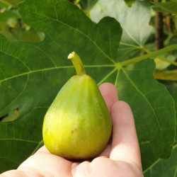 Ficus carica Jannot