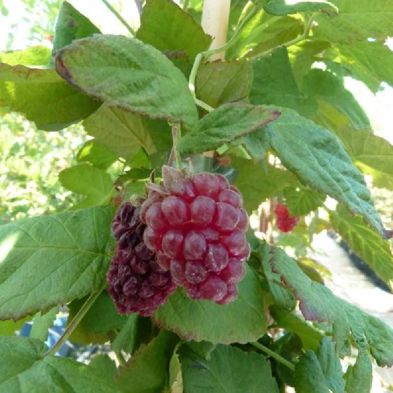 Rubus x loganobaccus ‘Medana Tayberry’