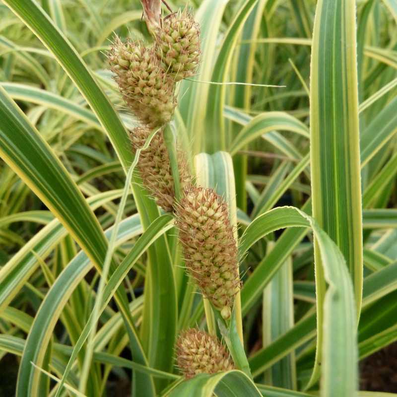 Carex trifida ‘Rekohu Sunrise’ - LAÎCHE