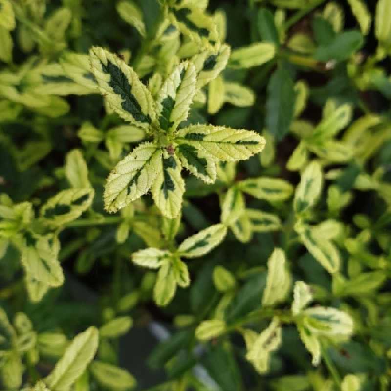 Ceanothus impressus ‘Lemon and Lime'