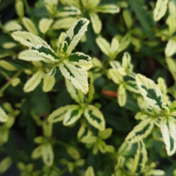 Ceanothus impressus ‘Lemon and Lime'