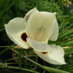 Dietes bicolor