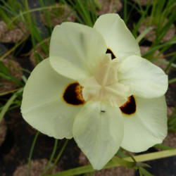 Dietes bicolor