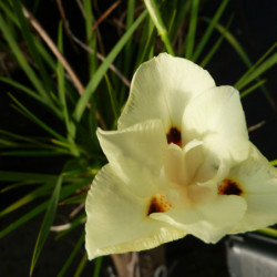 Dietes bicolor