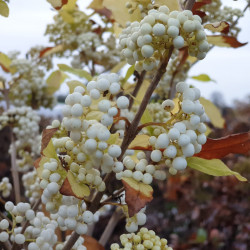 Callicarpa bodinieri Magical Snow Star