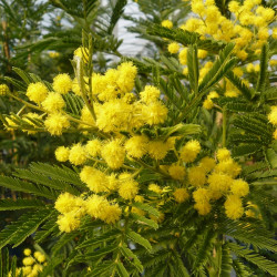 Acacia dealbata Gaulois Astier