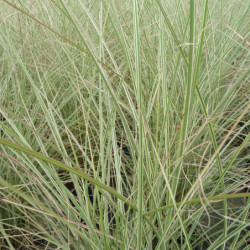 Miscanthus sinensis ‘Morning Light’