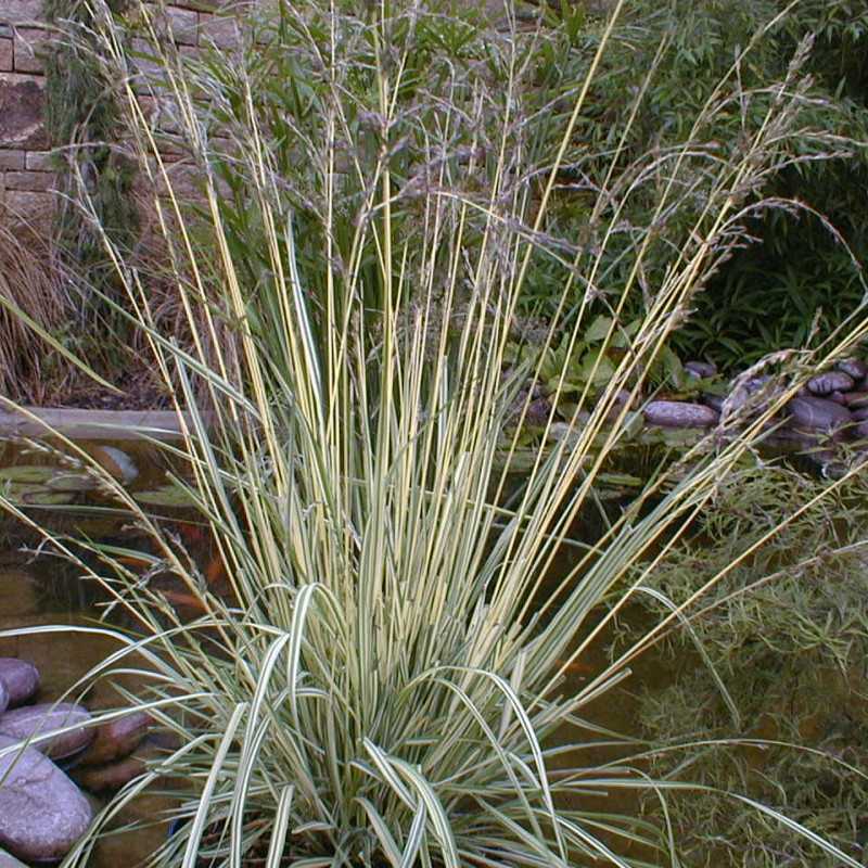 Molinia caerulea ‘Variegata’