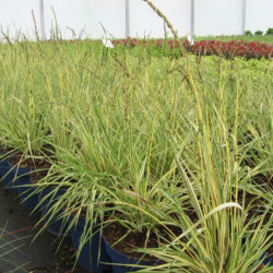 Molinia caerulea ‘Variegata’