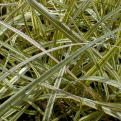 Molinia caerulea ‘Variegata’