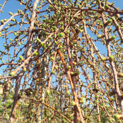 Larix kaempferi ‘Stiff Weeper’