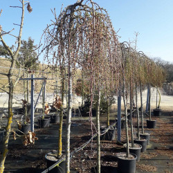 Larix kaempferi ‘Stiff Weeper’