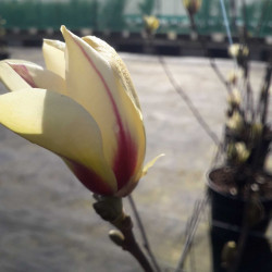 Magnolia ‘Sunrise’