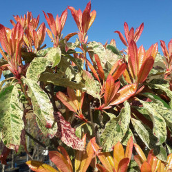 Photinia serratifolia ‘Pink Crispy‘ ® - ‘Oploo 5’