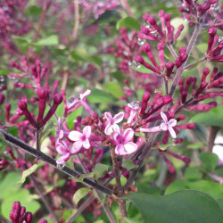 Syringa vulgaris ‘Dark Purple‘ ® - ‘smsjbp7’