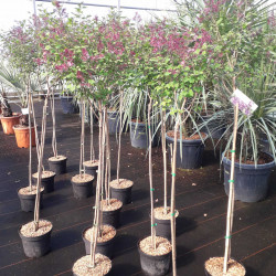 Syringa vulgaris ‘Dark Purple‘ ® - ‘smsjbp7’