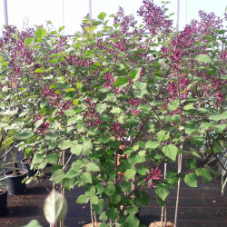 Syringa 'Bloomerang Dark Purple‘ ® - ‘smsjbp7’ - Lilas