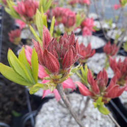 Azalea mollis Homebush