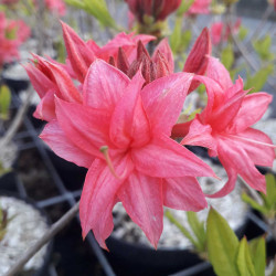 Azalea mollis Homebush