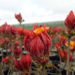 Azalea mollis Glowing Embers