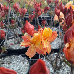 Azalea mollis Glowing Embers