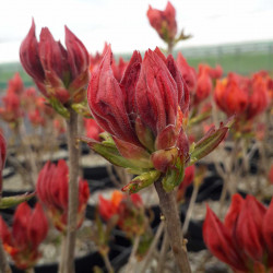 Azalea mollis Glowing Embers