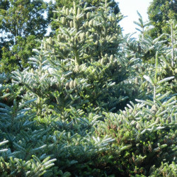 Abies koreana Silberlocke