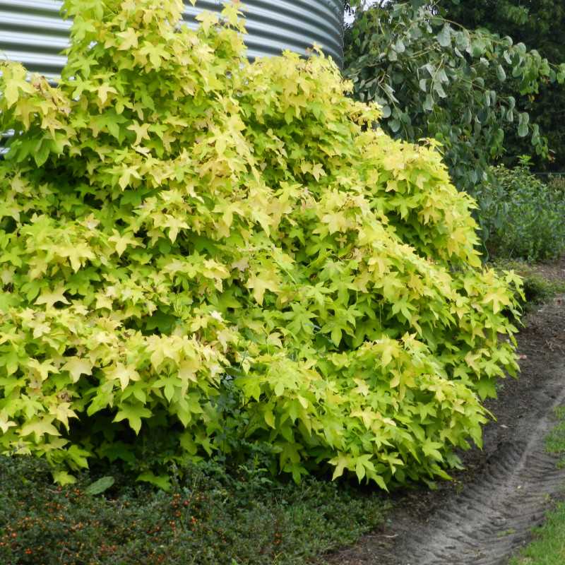 Liquidambar styraciflua ‘Golden Sun’