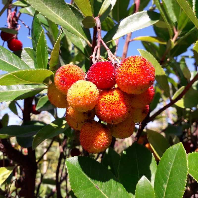 Arbutus unedo 