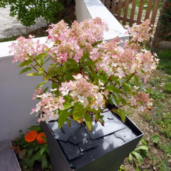 Hydrangea paniculata ‘Pinky Winky‘