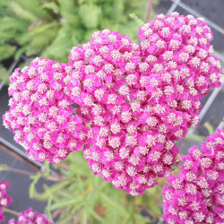 Achillea millefolium 'Apple Blossom'