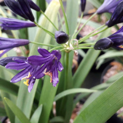 Agapanthus ‘Pitchoune Violet