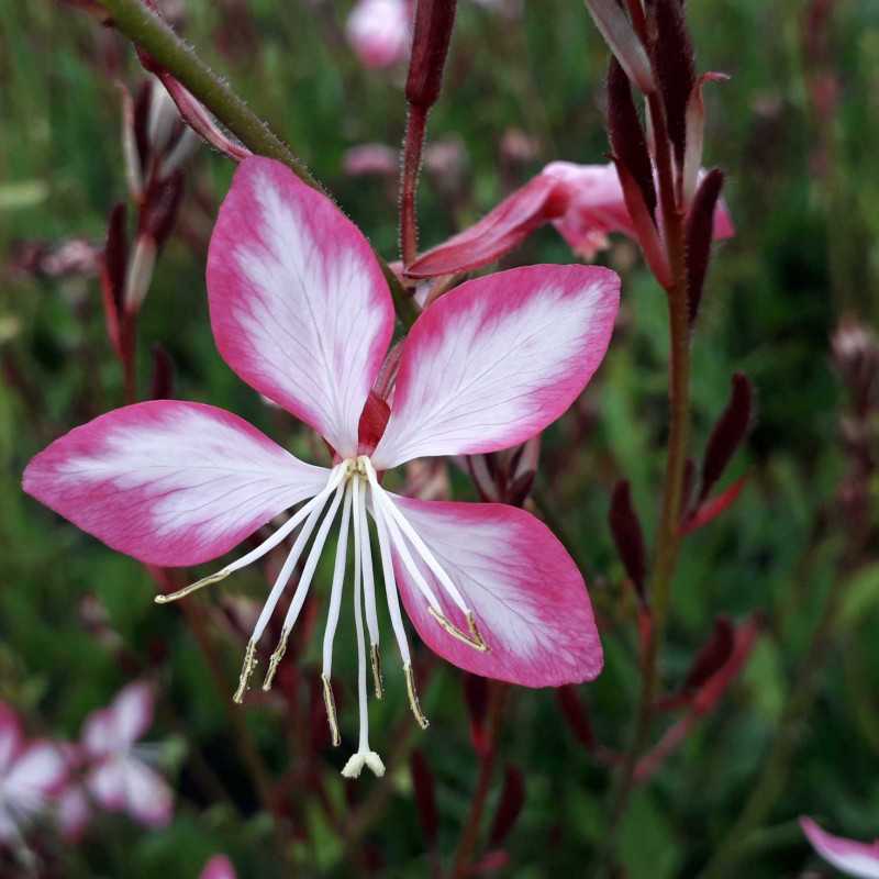 Gaura lindheimeri Rosyjane