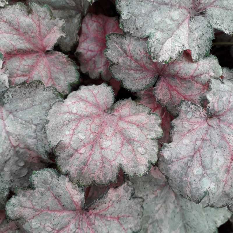 Heuchera ‘Pinky Panky‘ - Heuchère